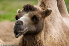 Kamel (24 von 108).jpg